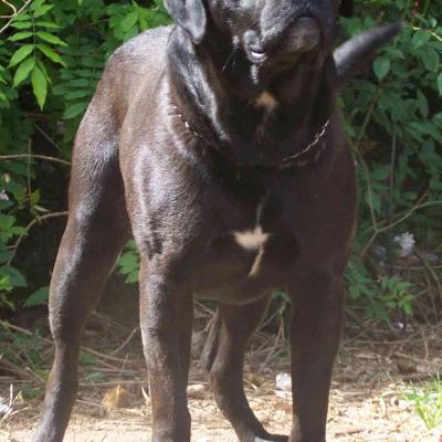Adult Dogs at Australia's Best Bodyguards