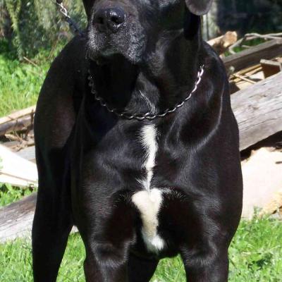 Adult Dogs at Australia's Best Bodyguards