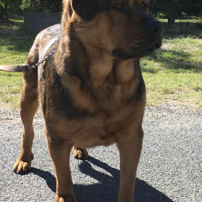 Arnie