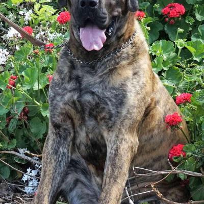 Tonto - Father of pups born on 24-10-2017