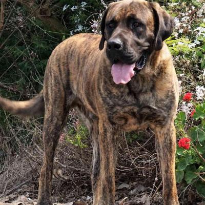 Tonto - Father of pups born on 24-10-2017